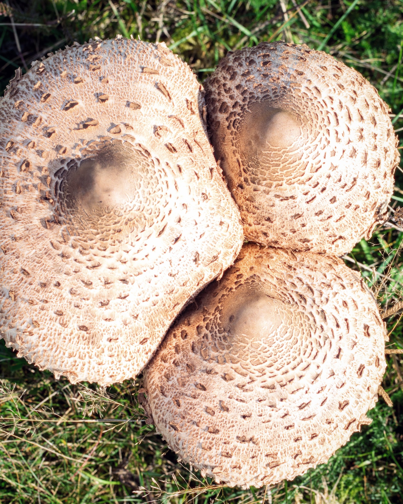 Macrolepiota procera