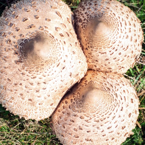 Macrolepiota procera