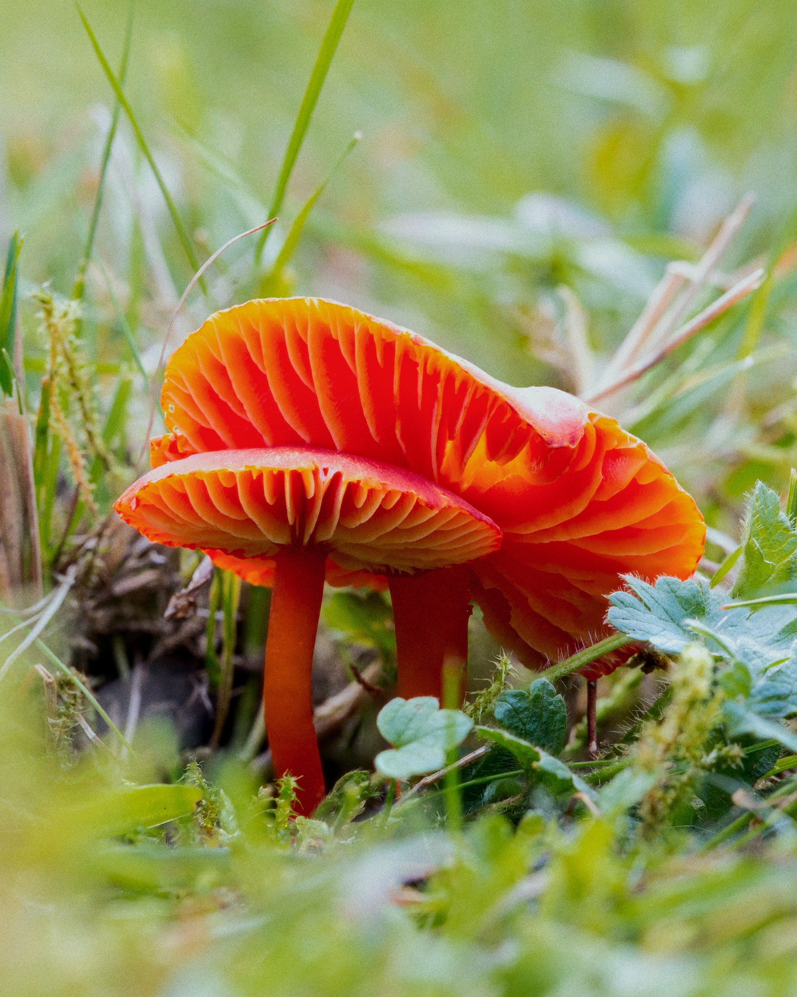 Hygrocybe coccinea