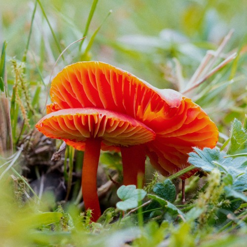 Hygrocybe coccinea
