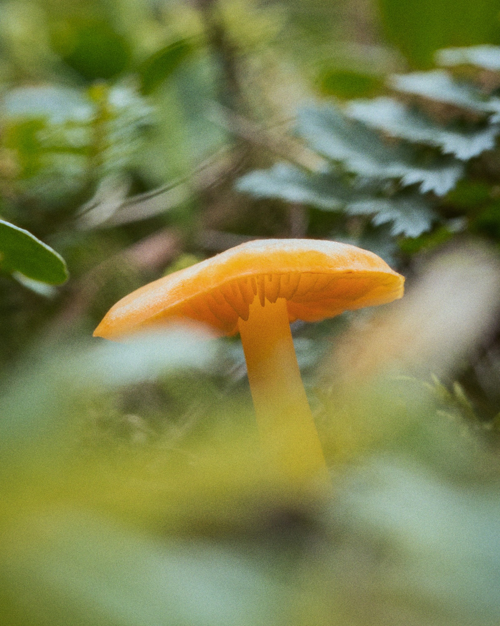 Hygrocybe chlorophana