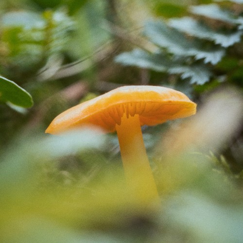 Hygrocybe chlorophana