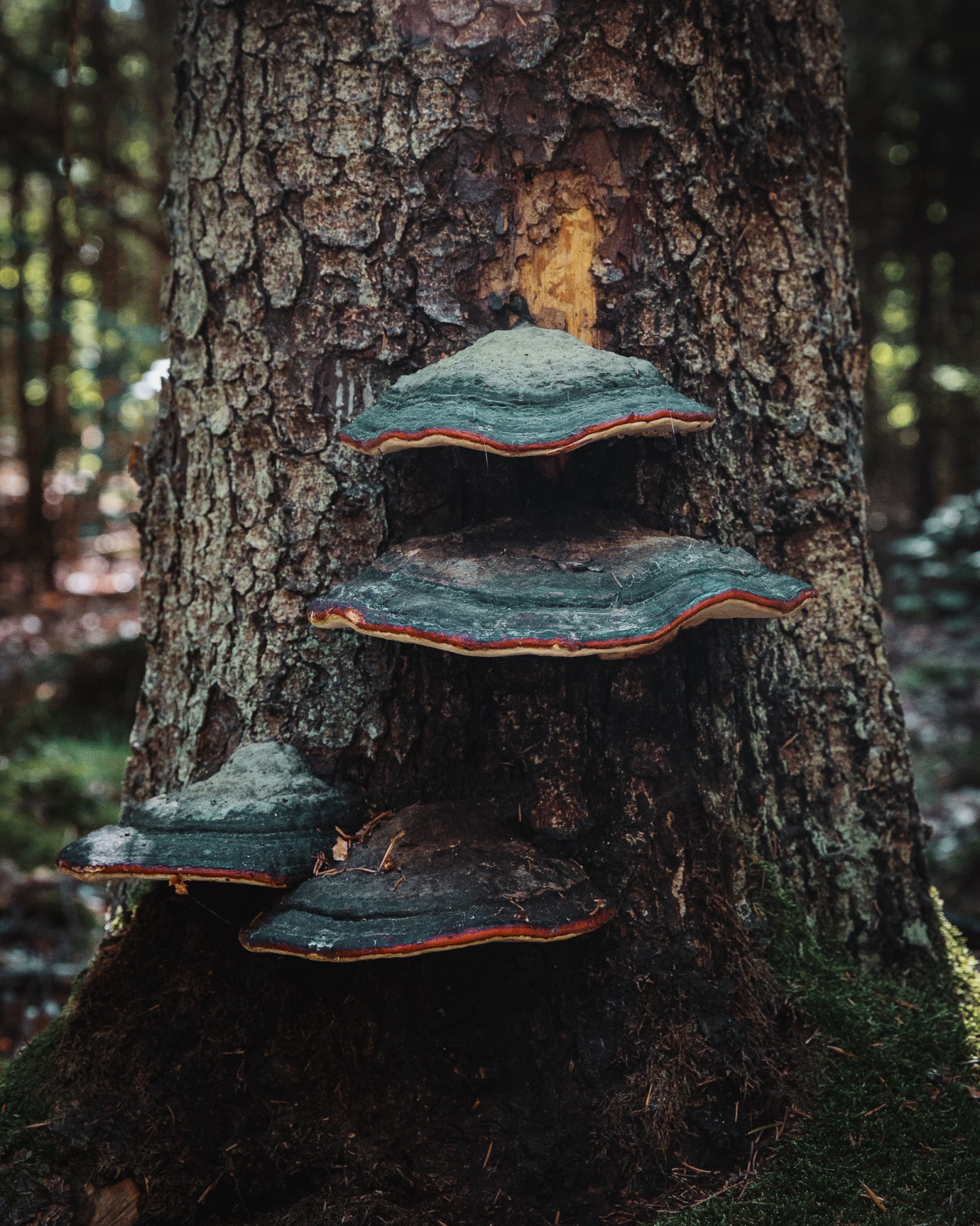 Fomitopsis pinicola