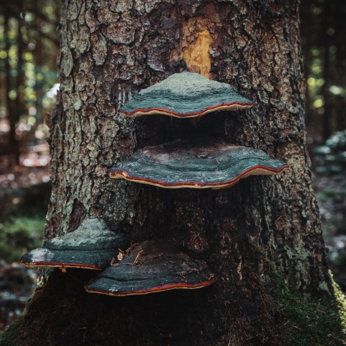 Fomitopsis pinicola
