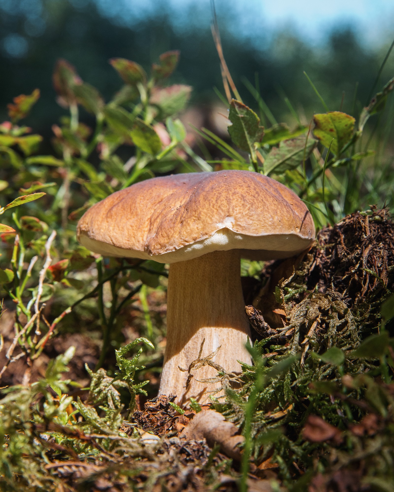 Boletus edulis