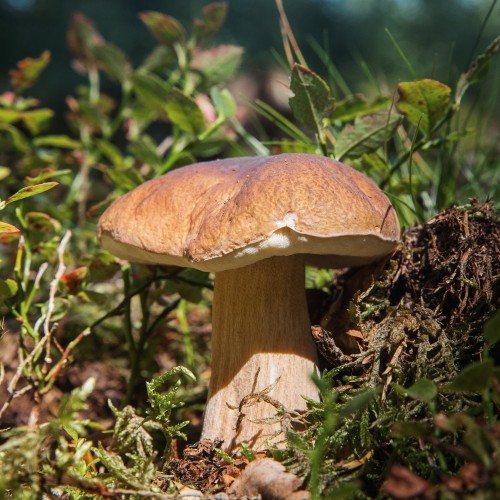 Boletus edulis