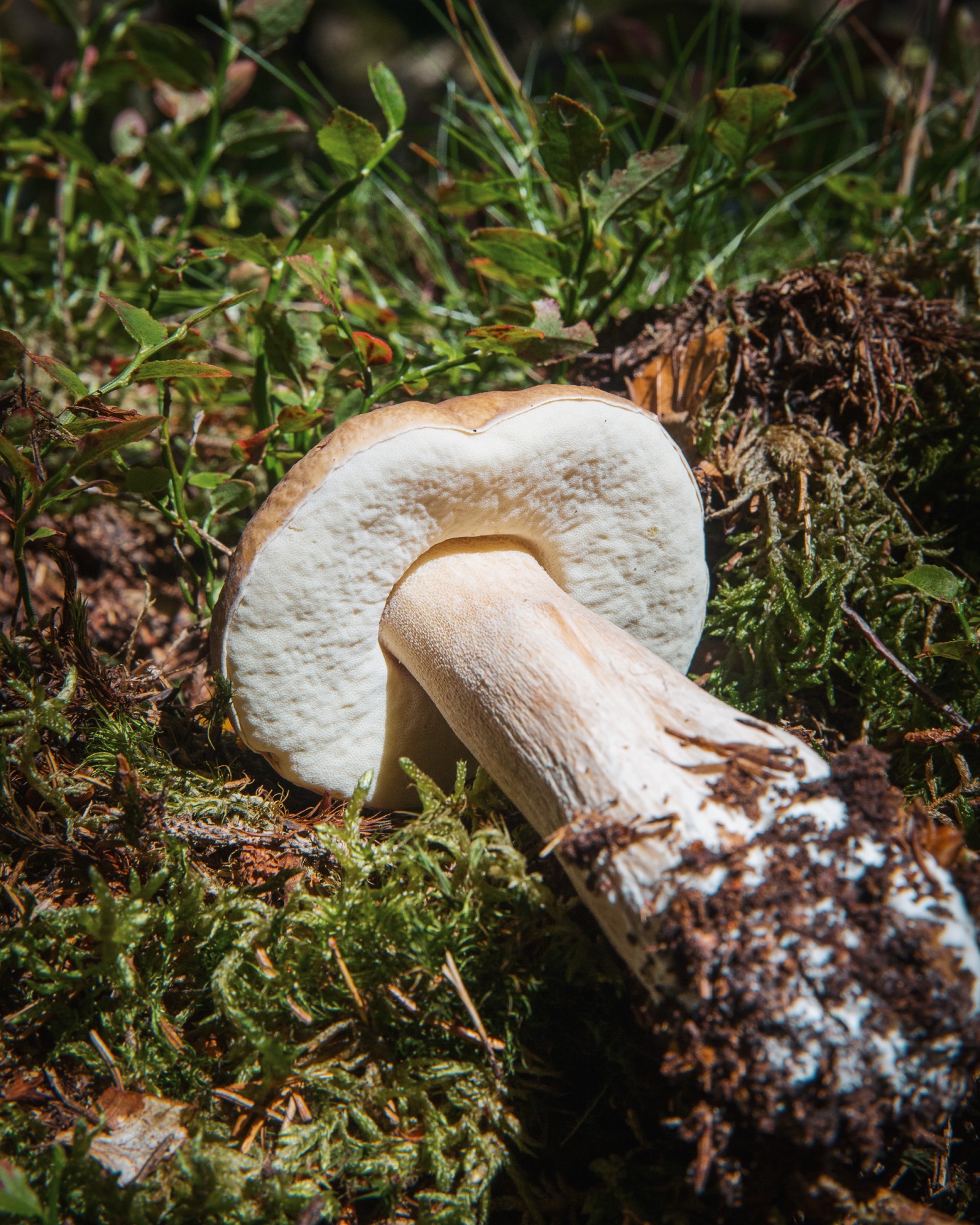 Boletus edulis