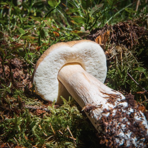 Boletus edulis
