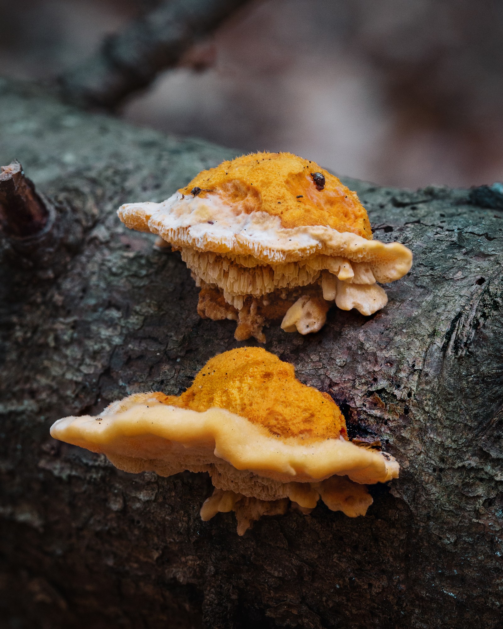 Pycnoporellus fulgens