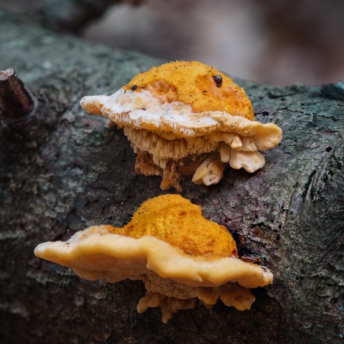 Pycnoporellus fulgens