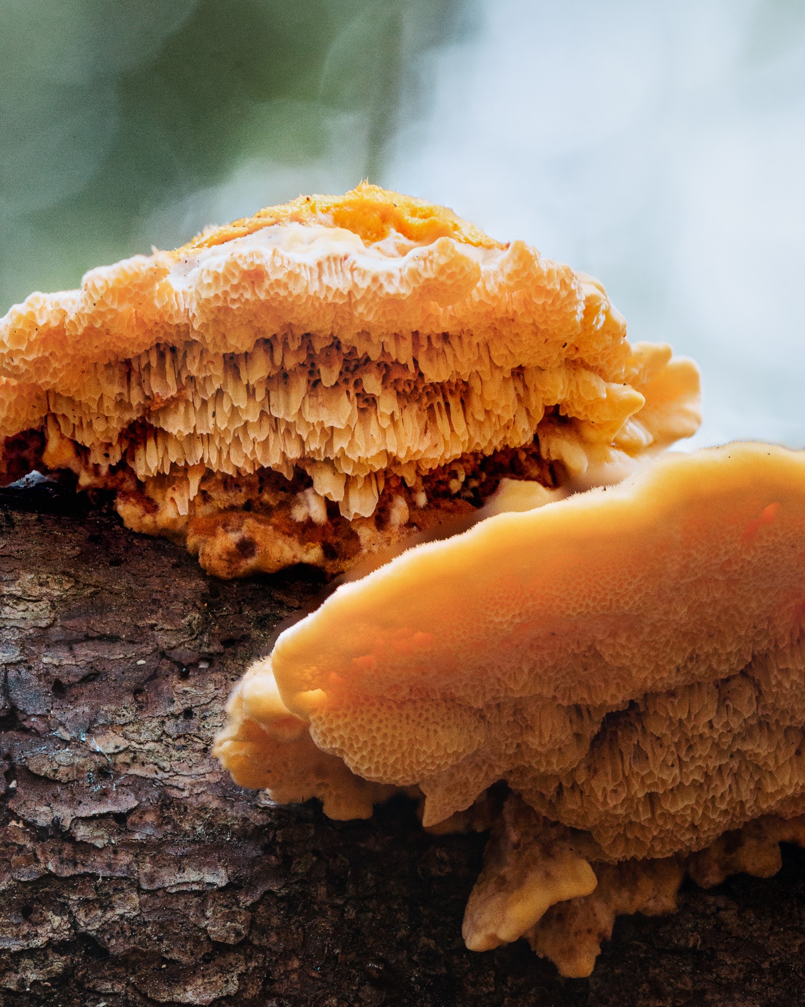 Pycnoporellus fulgens