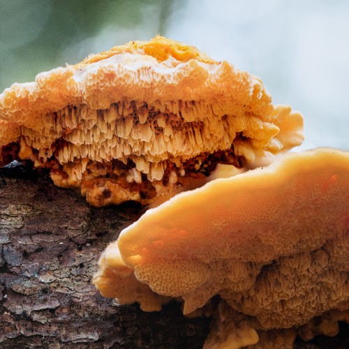 Pycnoporellus fulgens