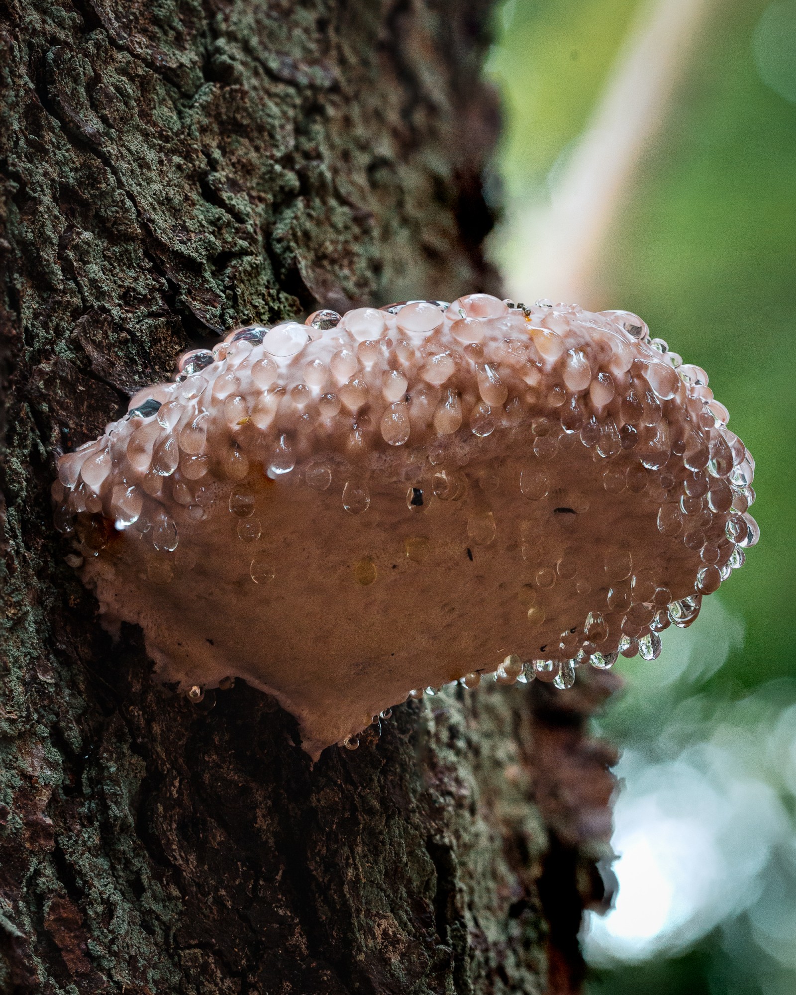 Fomitopsis pinicola