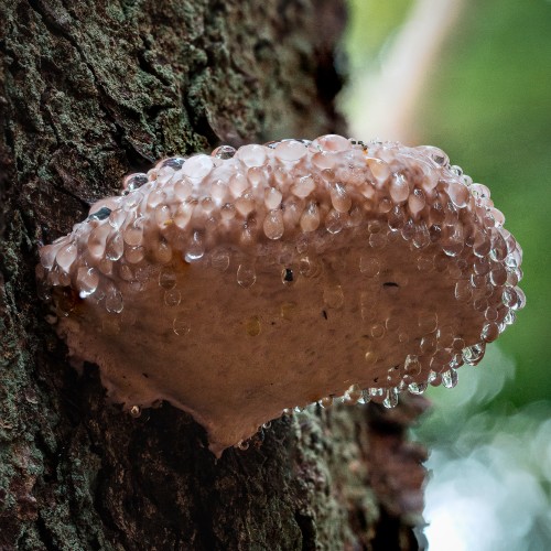 Fomitopsis pinicola