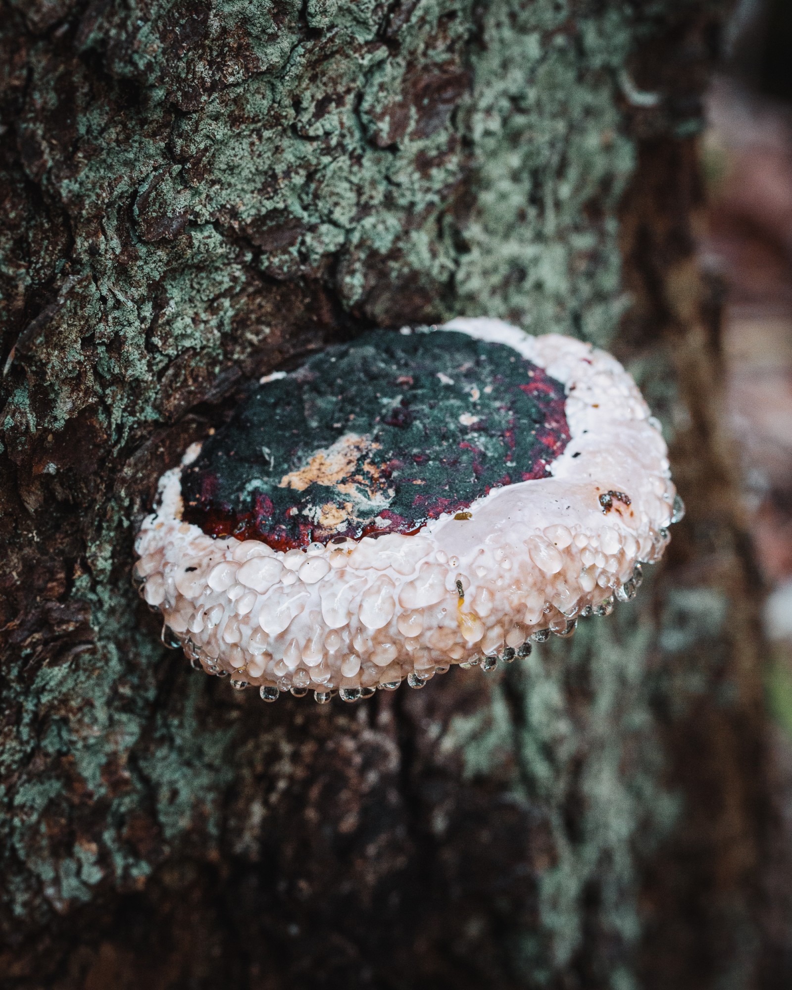 Fomitopsis pinicola