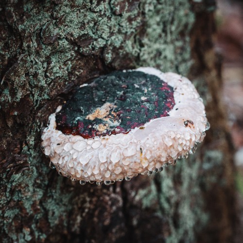 Fomitopsis pinicola