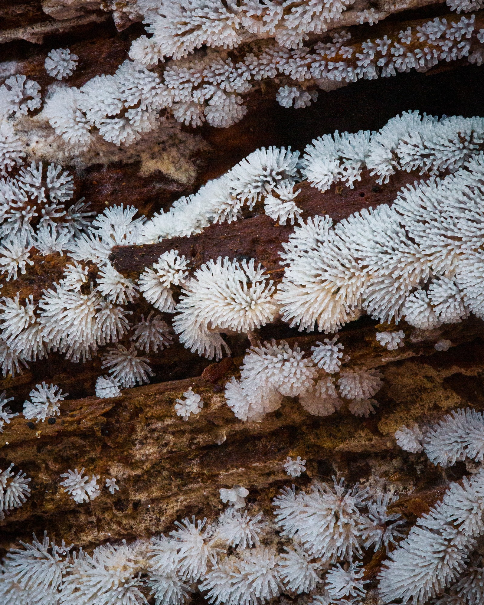 Ceratiomyxa fruticulosa