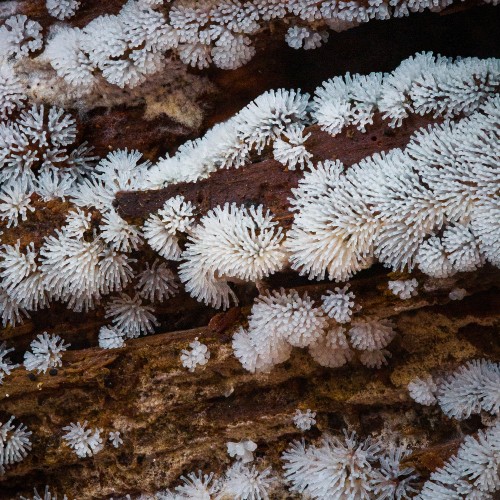 Ceratiomyxa fruticulosa