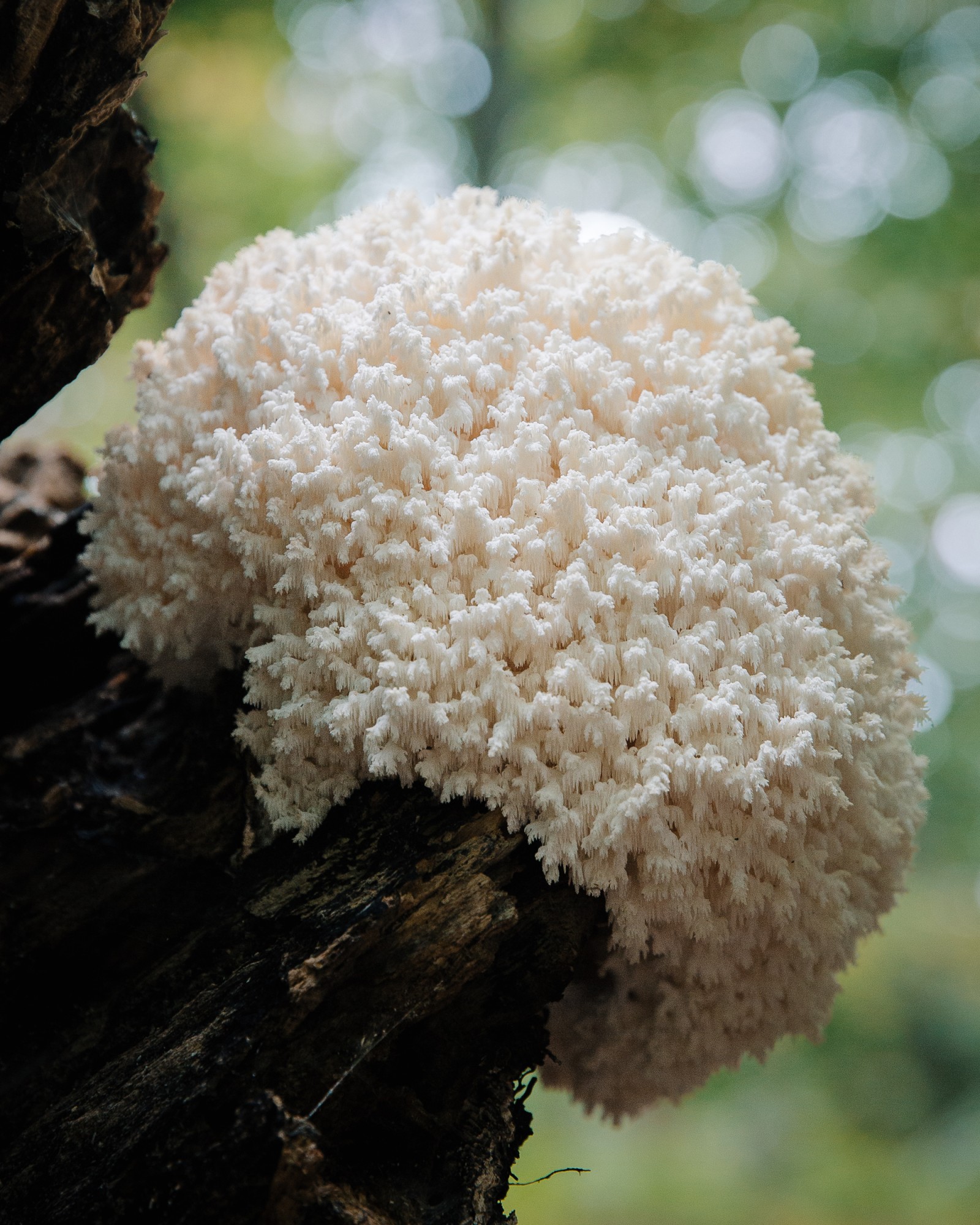 Hericium coralloides