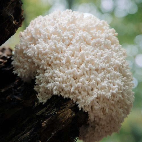 Hericium coralloides