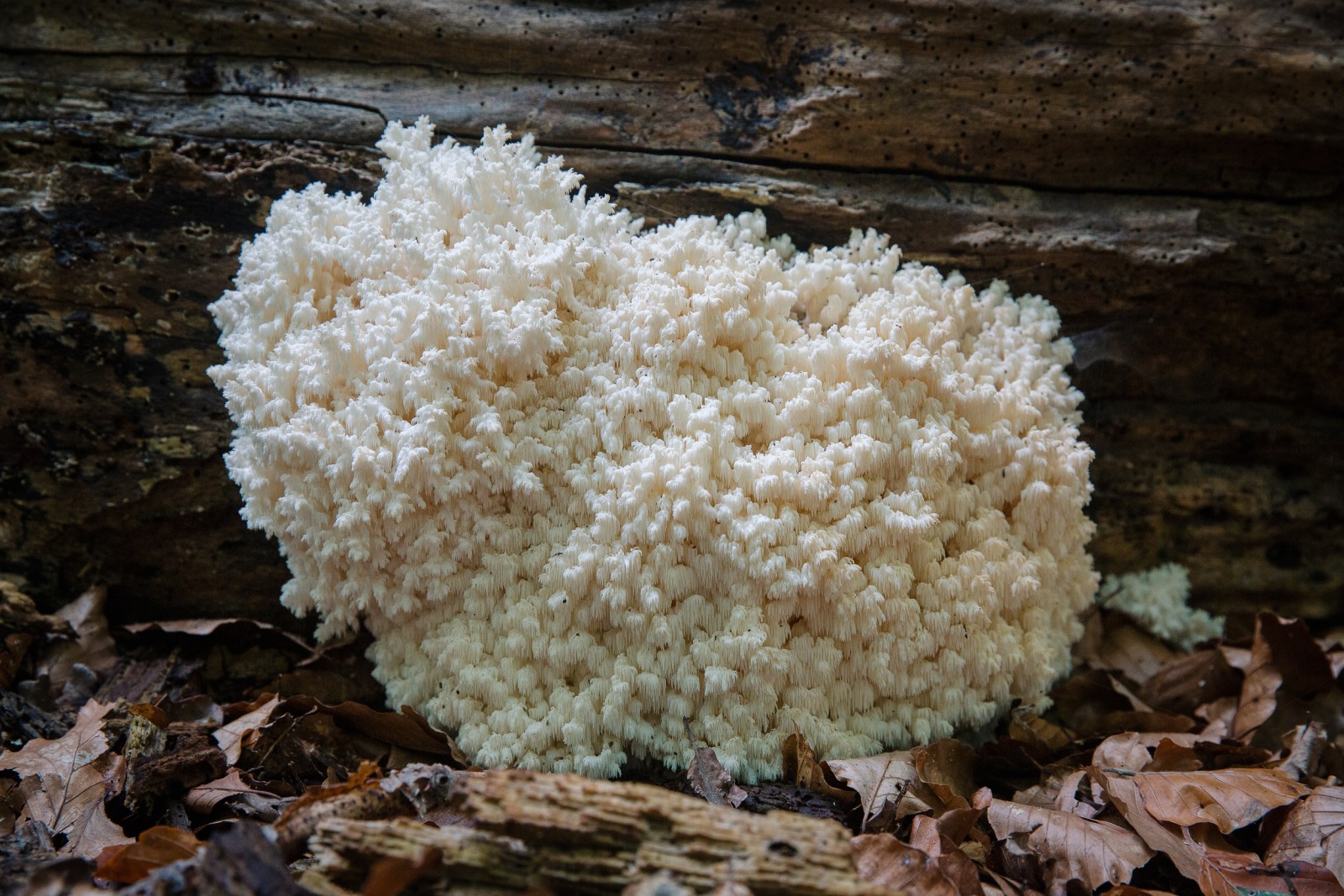 Hericium coralloides