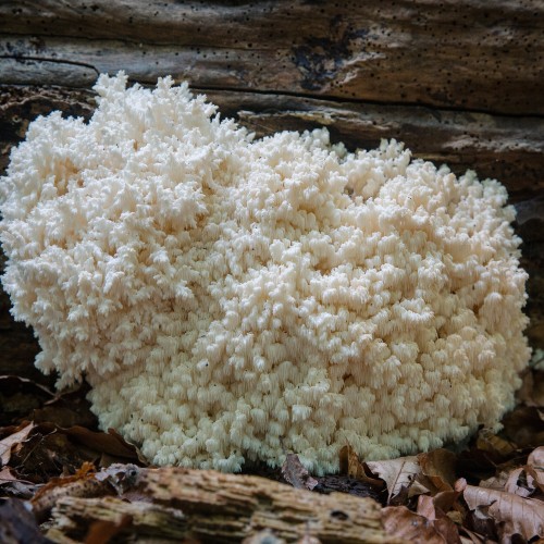 Hericium coralloides