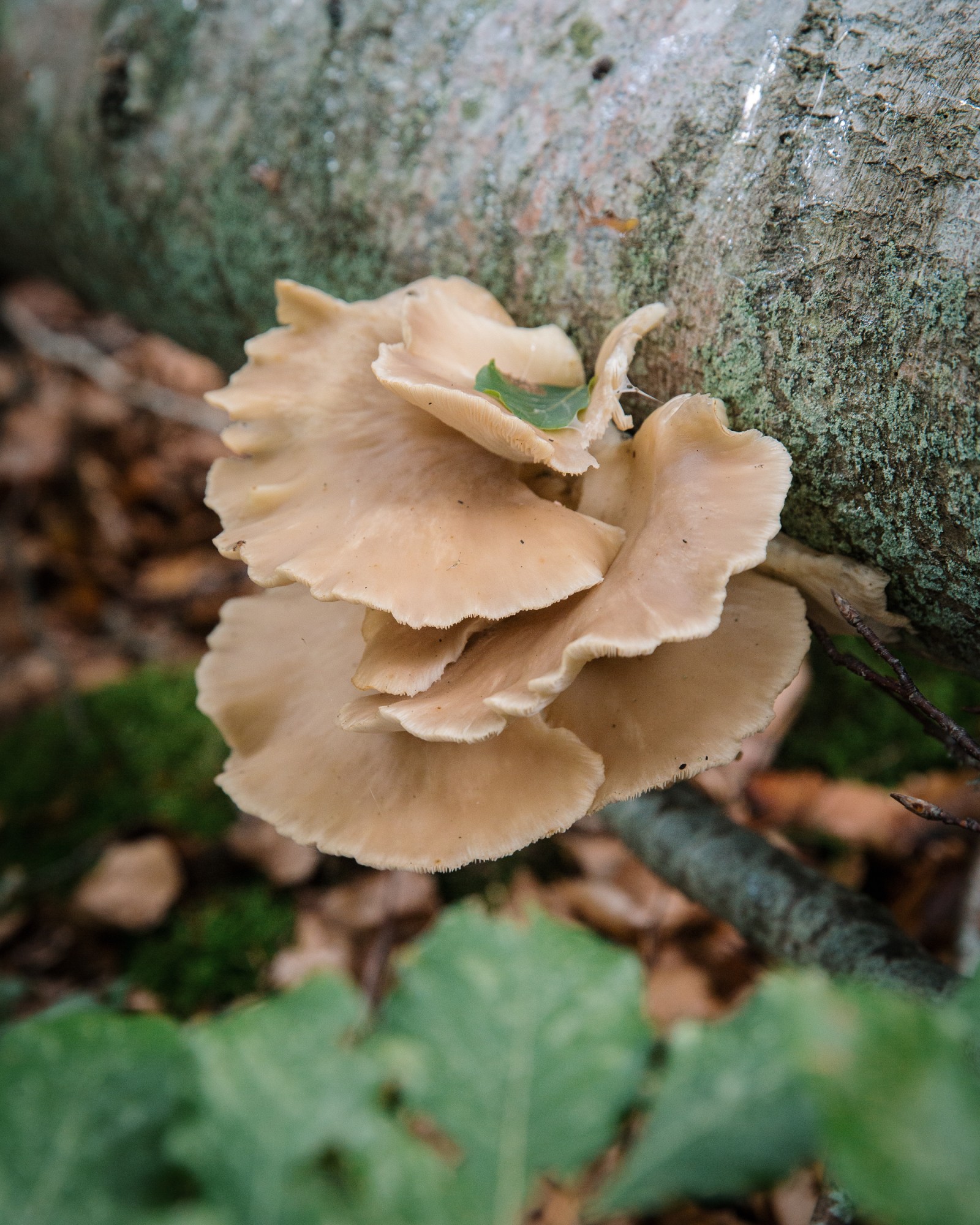 Pleurotus ostreatus