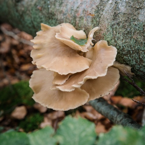 Pleurotus ostreatus