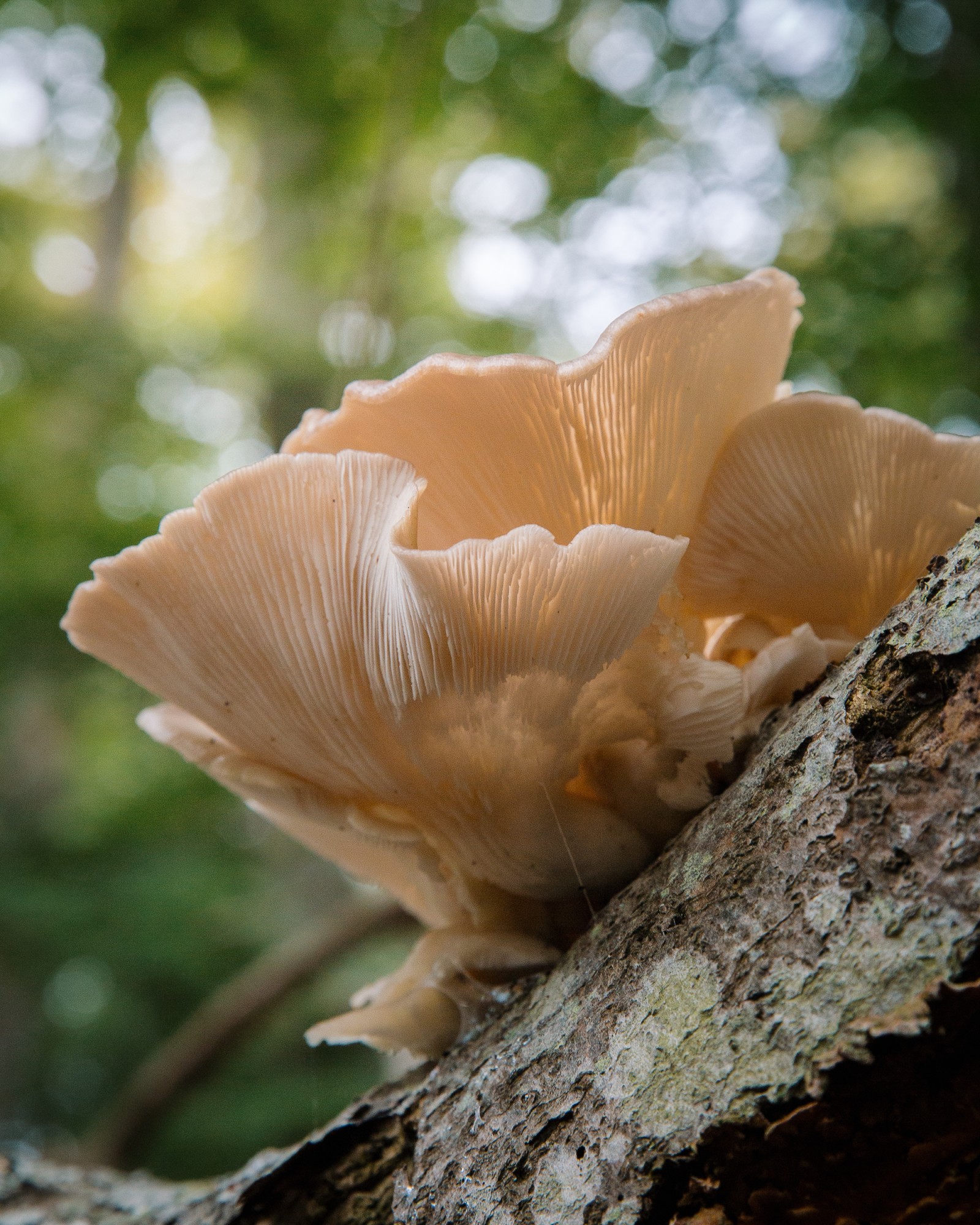 Pleurotus ostreatus