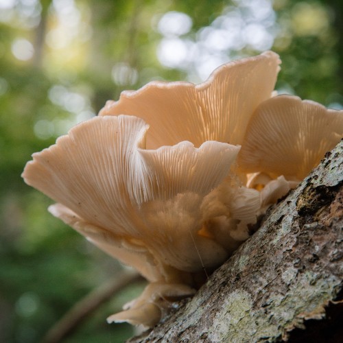 Pleurotus ostreatus