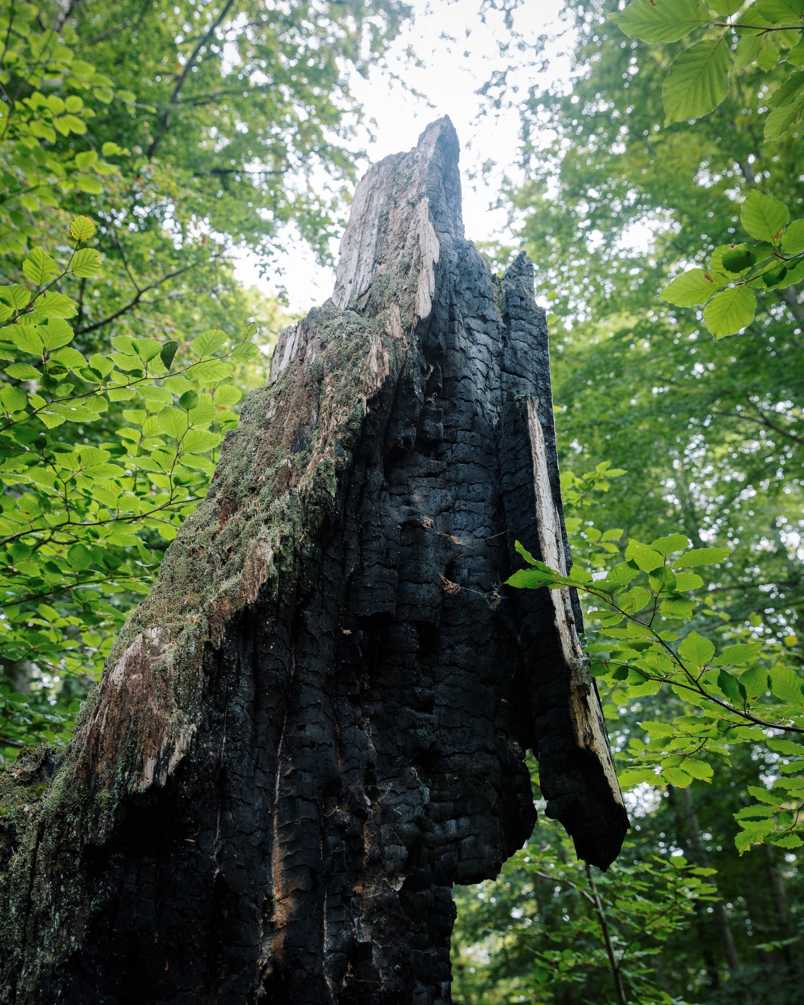 Tromtö naturreservat