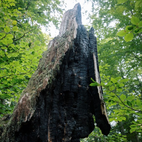 Tromtö naturreservat