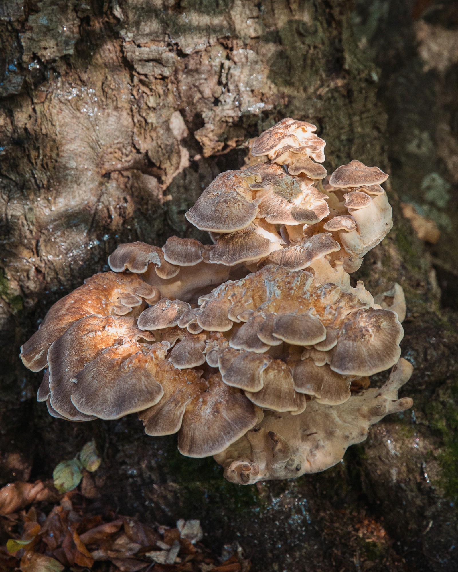 Meripilus giganteus