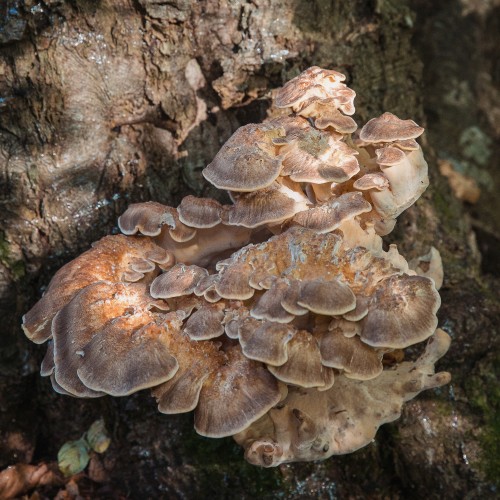 Meripilus giganteus