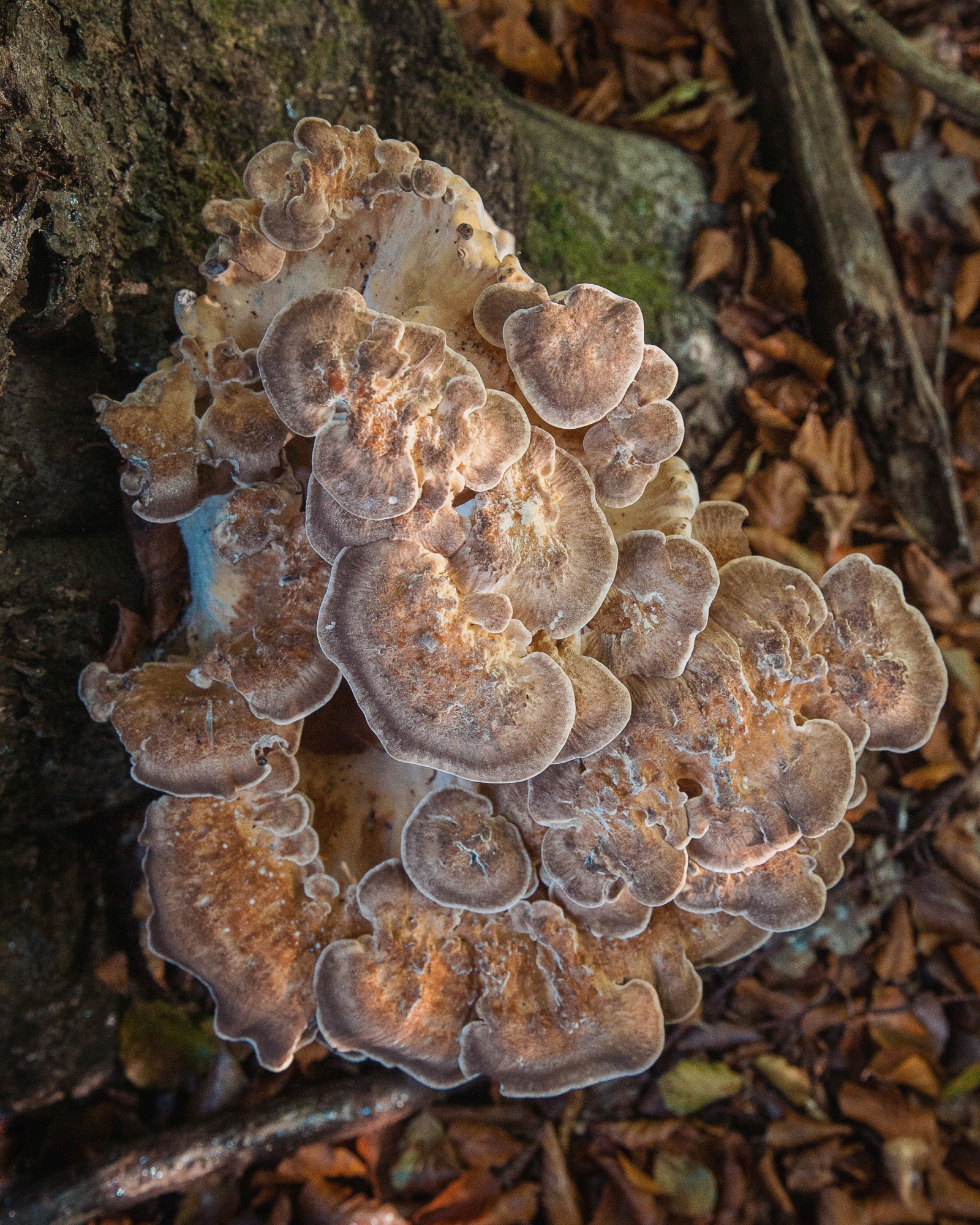 Meripilus giganteus