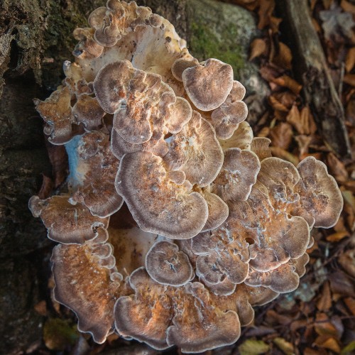 Meripilus giganteus
