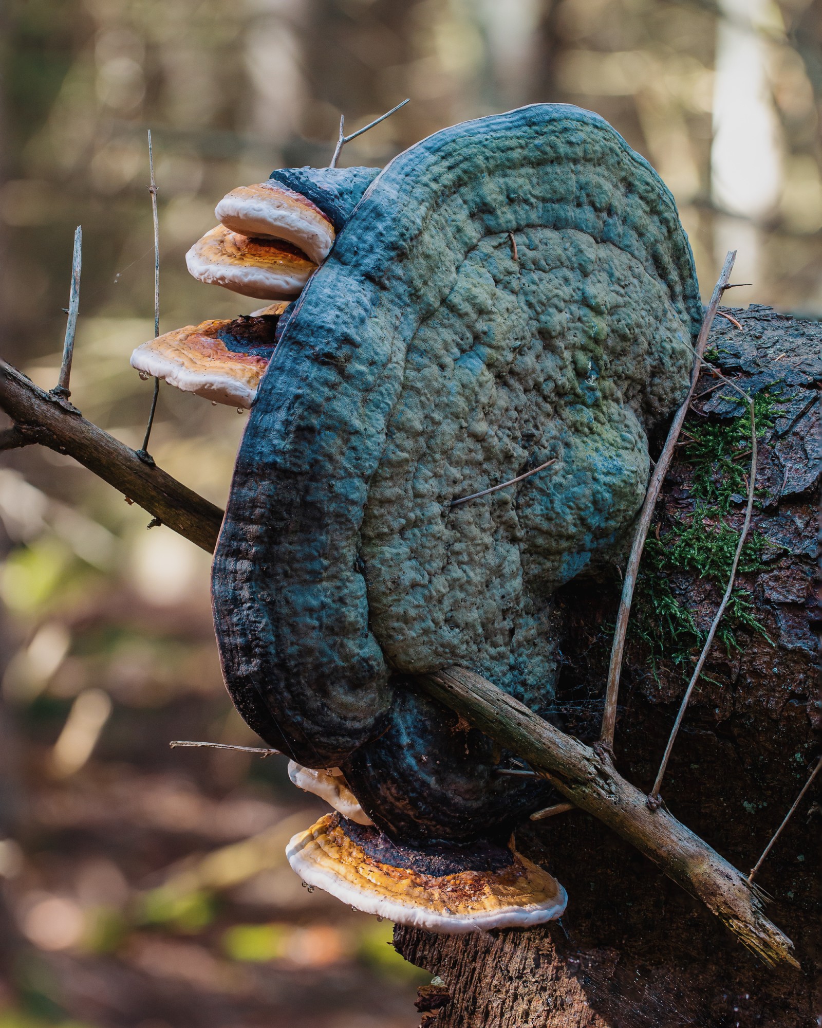 Fomitopsis pinicola