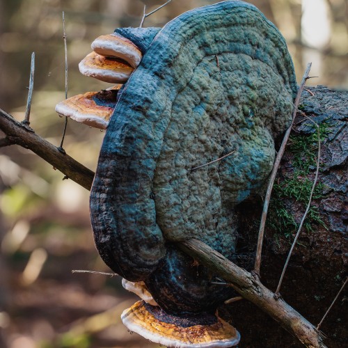 Fomitopsis pinicola