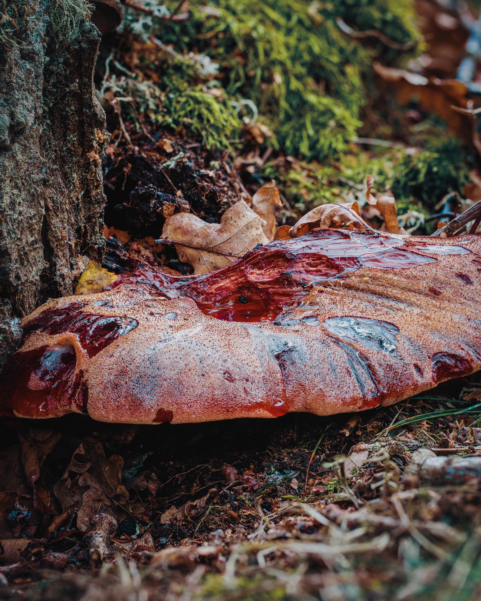 Fistulina hepatica