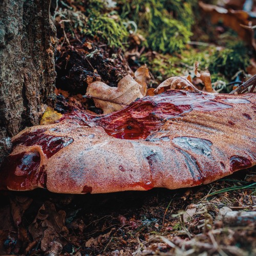 Fistulina hepatica