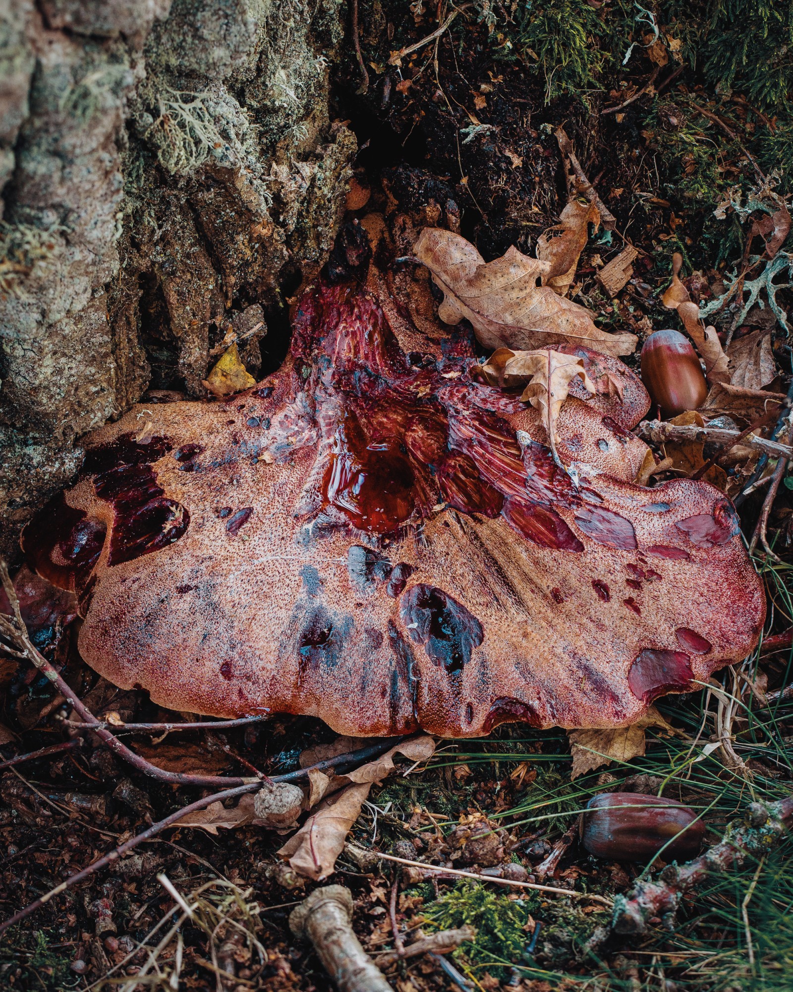 Fistulina hepatica