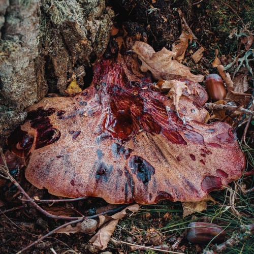 Fistulina hepatica