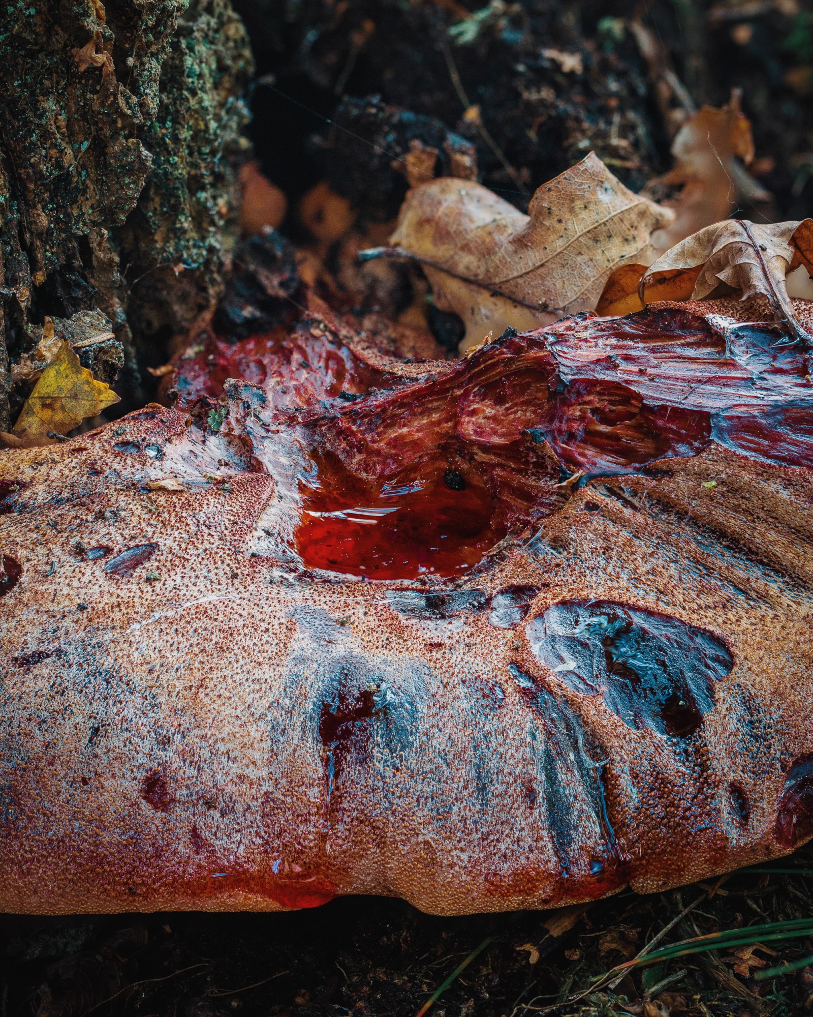 Fistulina hepatica