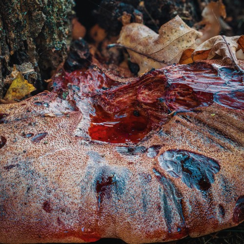 Fistulina hepatica