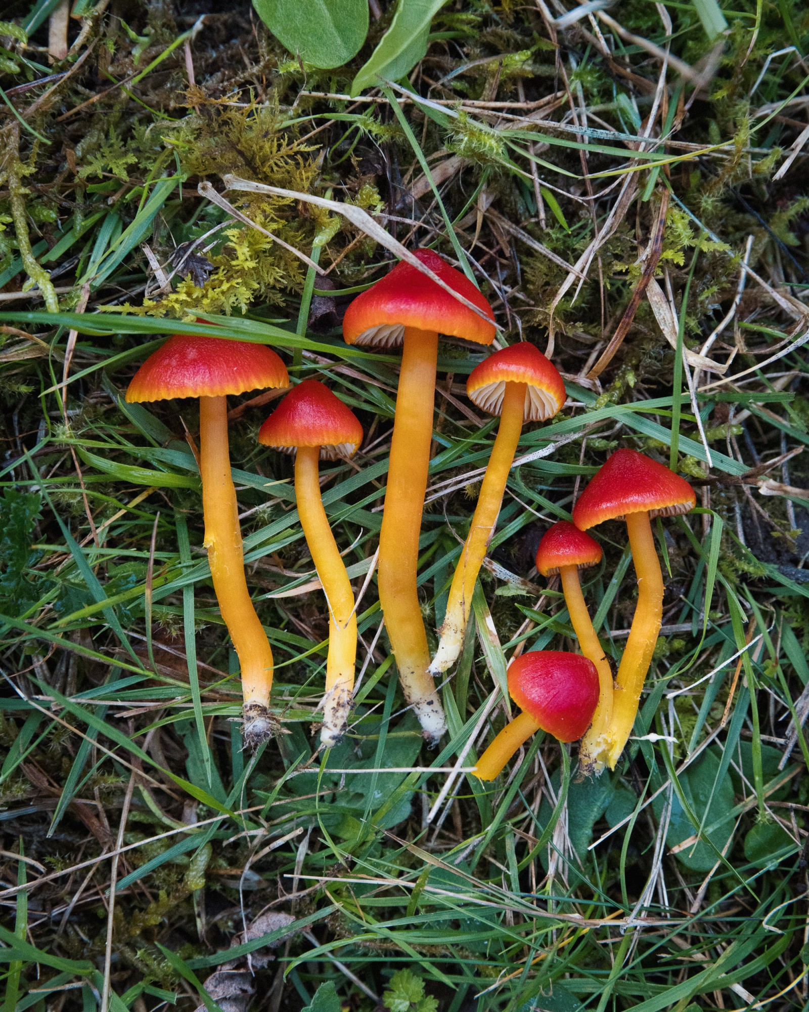 Hygrocybe coccinea