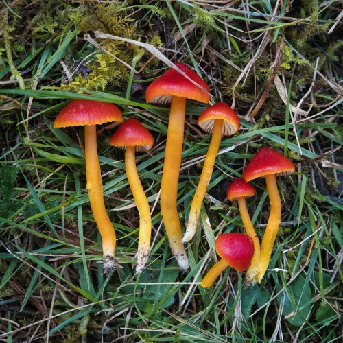 Hygrocybe coccinea