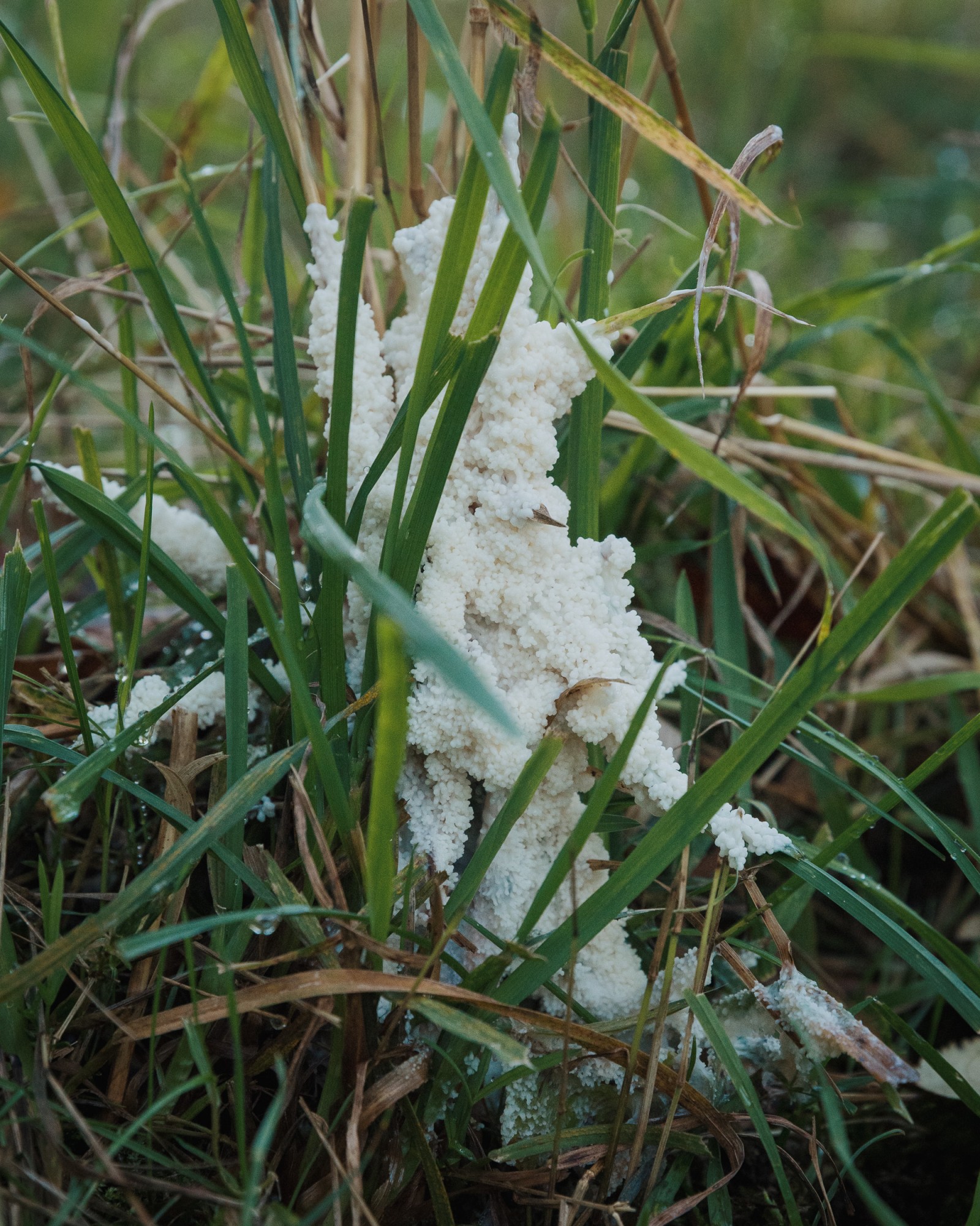 Mucilago crustacea