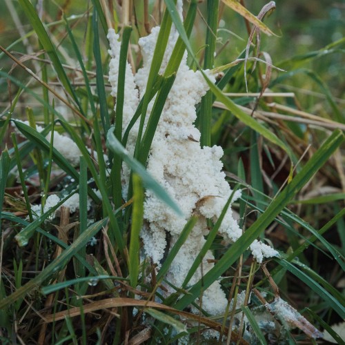 Mucilago crustacea