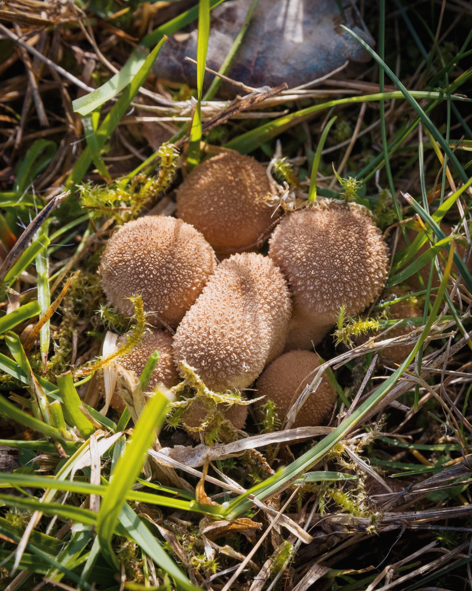 Lycoperdon pratense