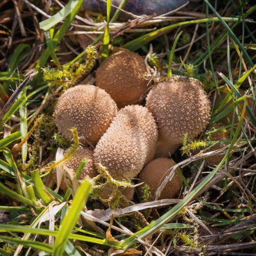 Lycoperdon pratense